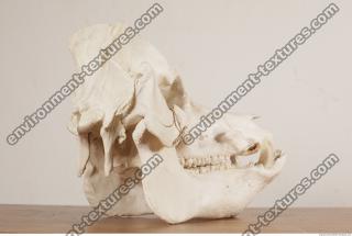 photo reference of skull 0045